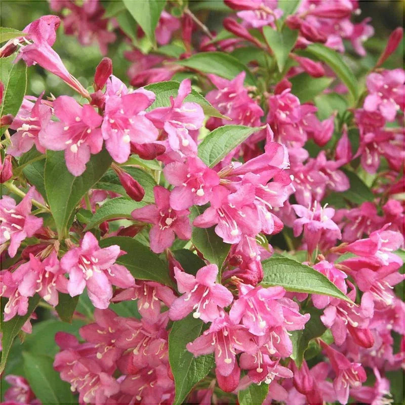 Weigela Roz Deschis, la Ghiveci de 3L, 1 Bucata