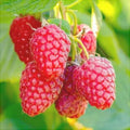 Крупные ягоды малины сорта Sugana на кусте среди зелёных листьев