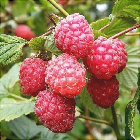 Pachet Mixt 2 Muri, 3 Zmeuri, 5 Bucăți