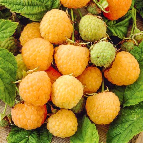 Жёлтая малина сорта Yellow Giant на ветках с зелёными листьями, свежие ягоды крупным планом