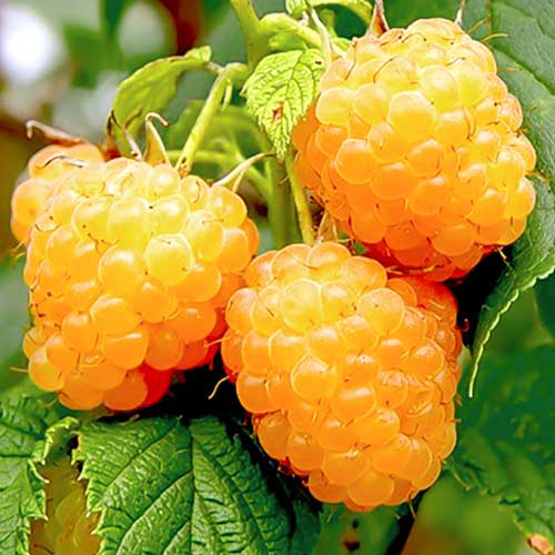 Жёлтая малина сорт Yellow Giant на ветке с зелёными листьями, крупные ягоды