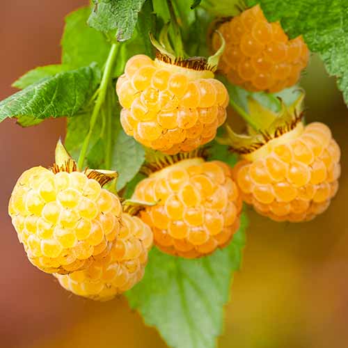 Желтая малина Yellow Giant на ветке, крупные зрелые ягоды, садовое растение