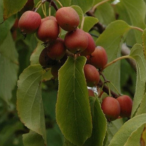 Kiwi  "Actinidia arguta Geneva", la ghiveci