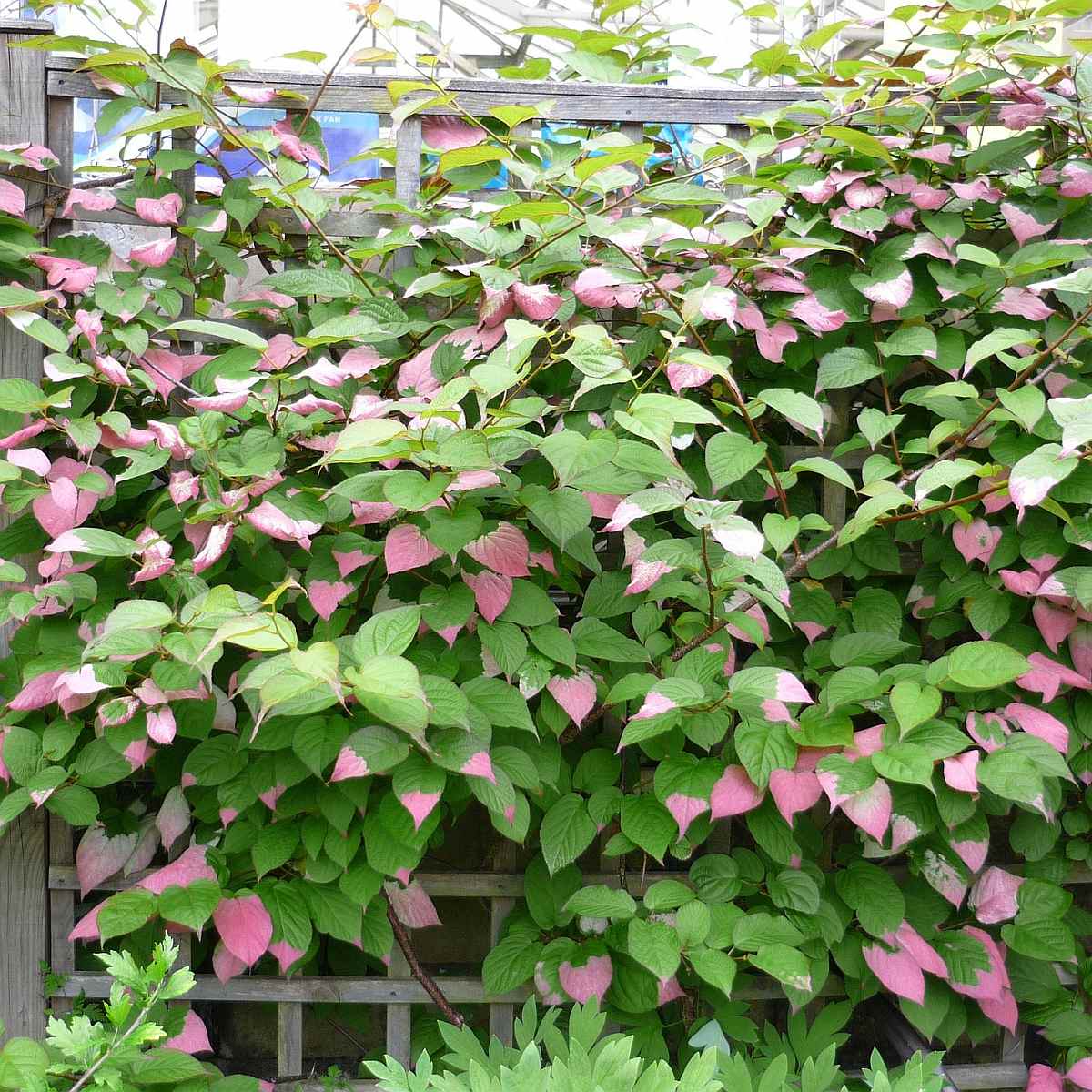 Kiwi ''Actinidia Kolomikta'', la ghiveci