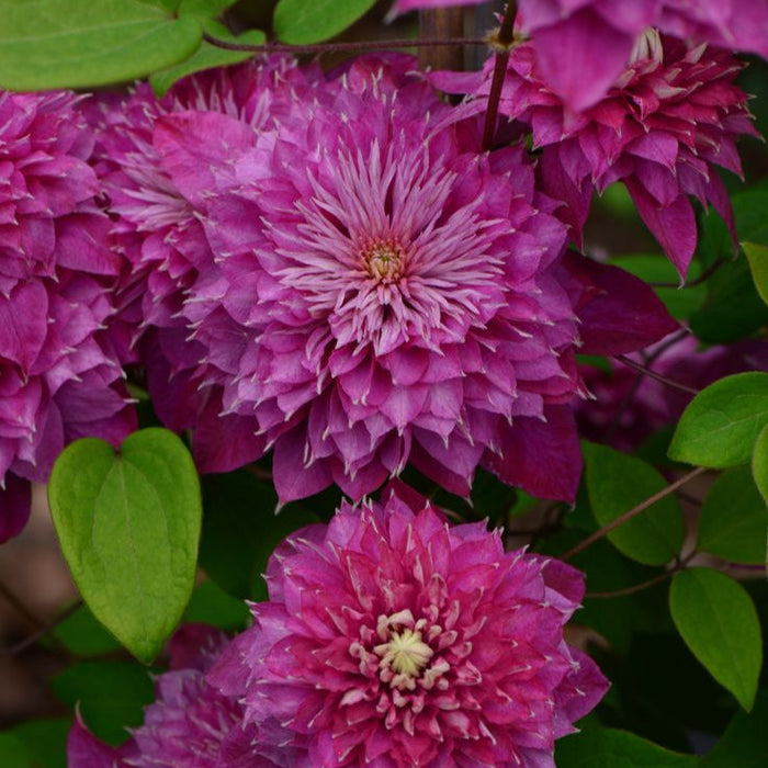 Clematis "Amethyst Haze" la ghiveci , 120 cm