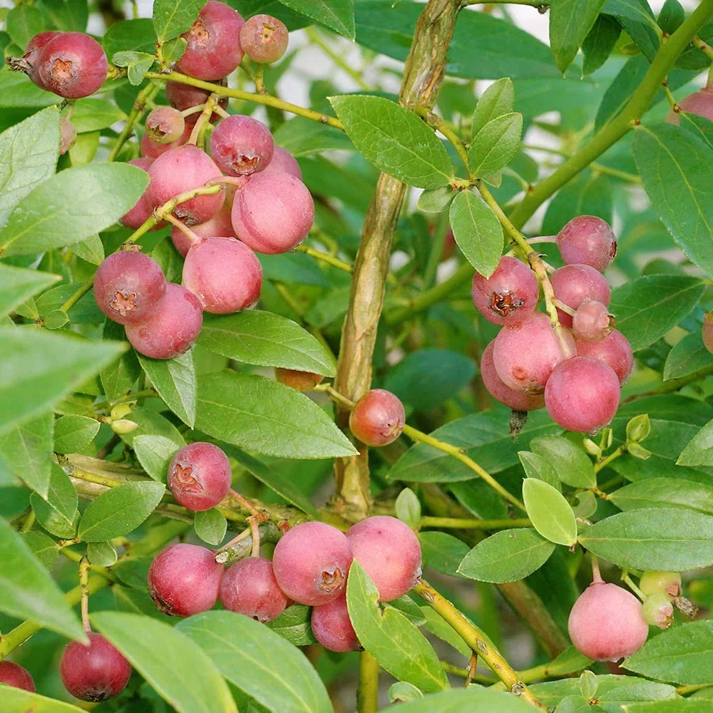 Куст с розовыми ягодами голубики Pink Lemonade среди зелёных листьев