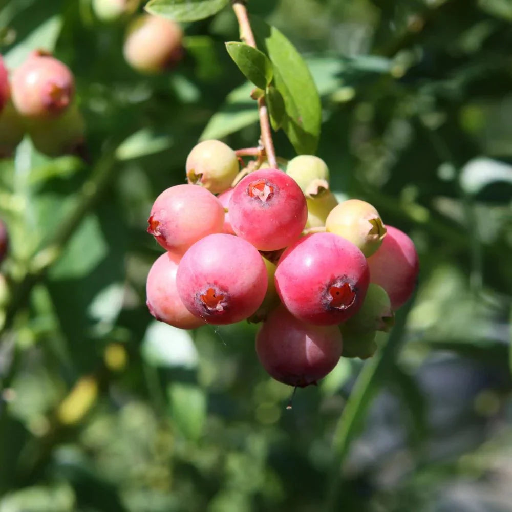 Ягоды голубики Pink Lemonade на ветке, крупные розовые плоды, свежий кустарник
