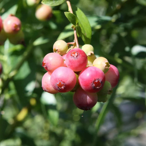 Ягоды голубики Pink Lemonade на ветке, крупные розовые плоды, свежий кустарник