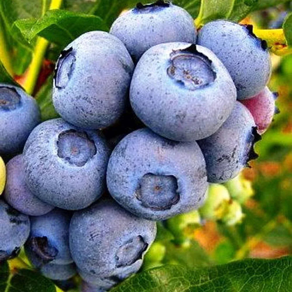 Pachet Mixt Afin 5 Bucăți