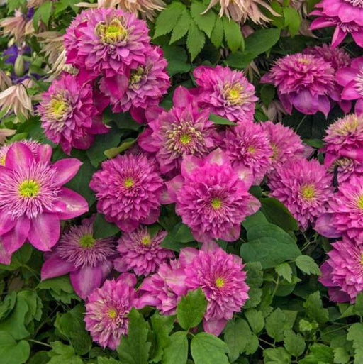 Clematis "Amethyst Haze" la ghiveci , 120 cm