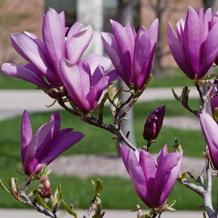 Magnolia "Ann", la ghiveci de 2L