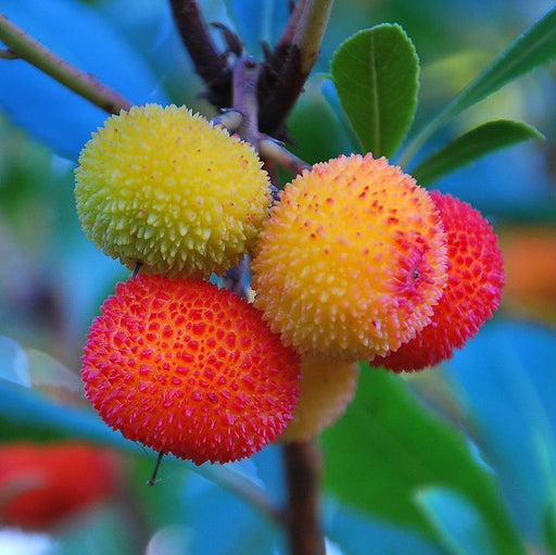 Arborele de Capsuni , 1 bucata