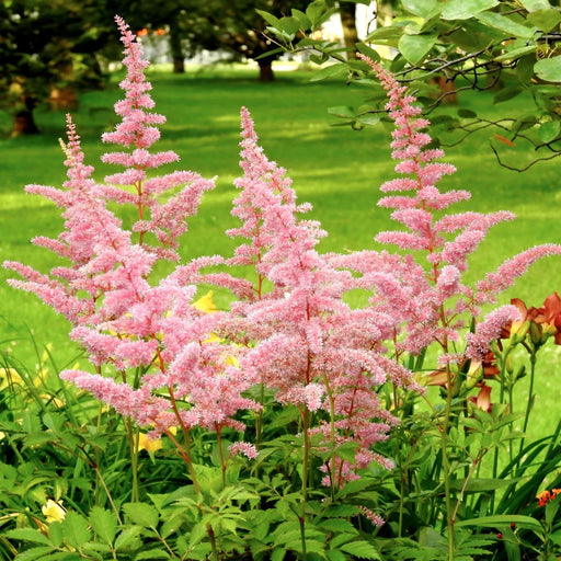 Astilbe Roz, 1 Bucata