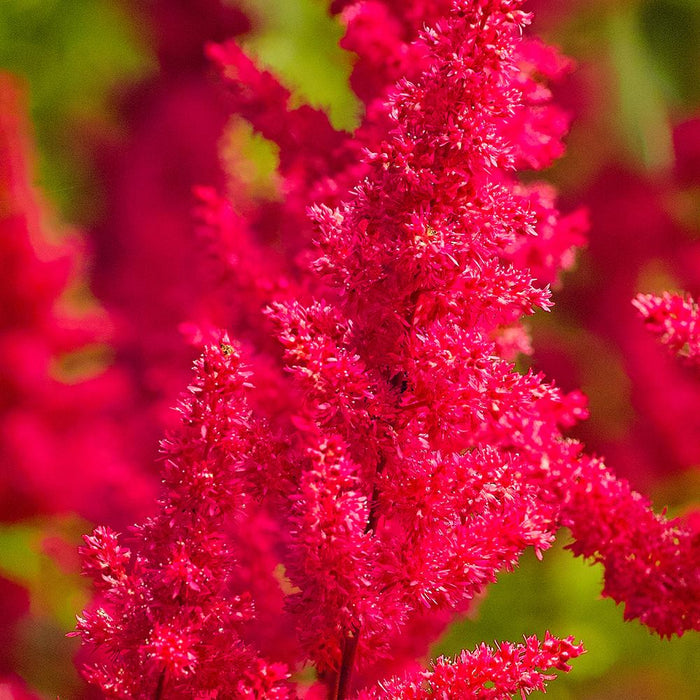Bulbi de Astilbe "Fanal", Rosu - Rozaliu, 1 Bucata la ghiveci