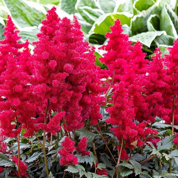 Bulbi de Astilbe "Fanal", Rosu - Rozaliu, 1 Bucata la ghiveci