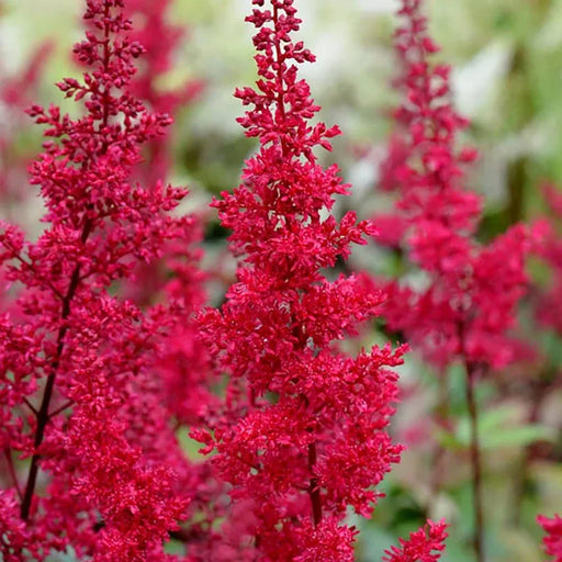 Bulbi de Astilbe "Fanal", Rosu - Rozaliu, 1 Bucata la ghiveci