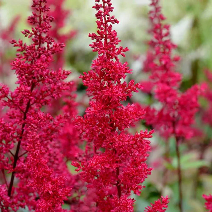 Bulbi de Astilbe "Fanal", Rosu - Rozaliu, 1 Bucata la ghiveci