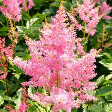 Bulbi de Astilbe "Pumila", Roz Deschis, 1 Bucata la ghiveci