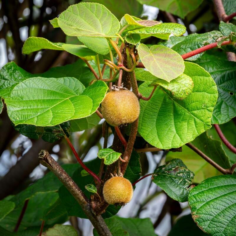 Kiwi  "Actinidia Deliciosa Atlas", la ghiveci