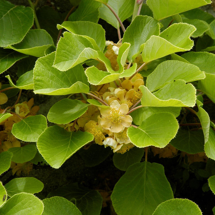 Kiwi  "Actinidia Deliciosa Atlas", la ghiveci