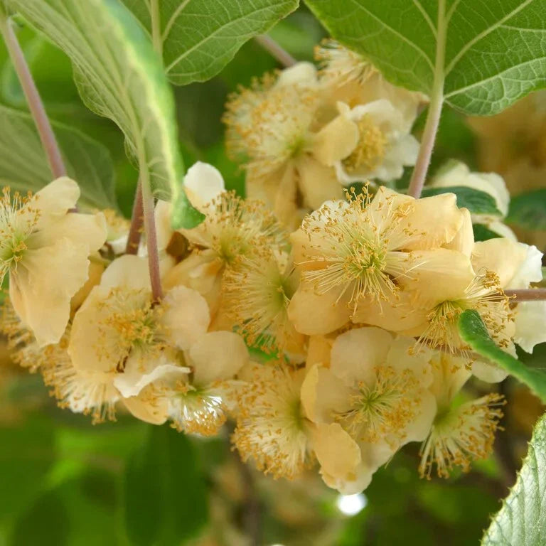 Kiwi  "Actinidia Deliciosa Atlas", la ghiveci