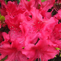 Azalea indica George Arends, la ghiveci