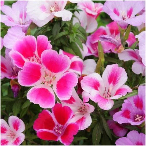 Seminte de Godetia Grandiflora  "Azalee"