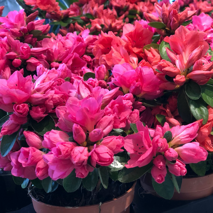 Azalea indica Verschuren, la ghiveci