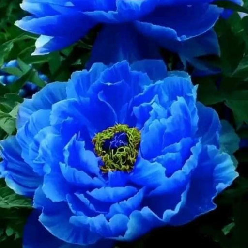 Bujor "Blue Deft"