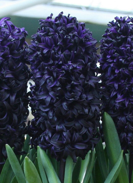 Bulbi de Zambile "Black", 2 bucati