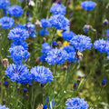 Синие цветы василька Centaurea cyanus растут на зеленом фоне в саду.