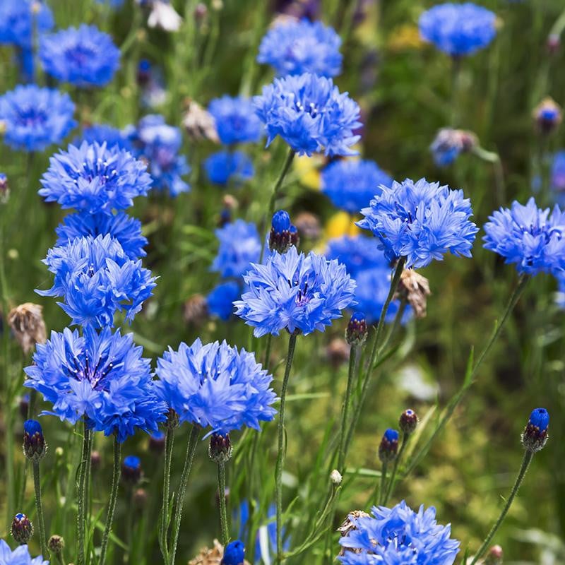 Синие цветы василька Centaurea cyanus растут на зеленом фоне в саду.