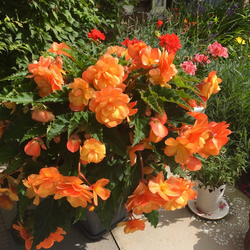 Бегония Super Cascade Apricot Shades с ярко-оранжевыми цветами в садовом горшке
