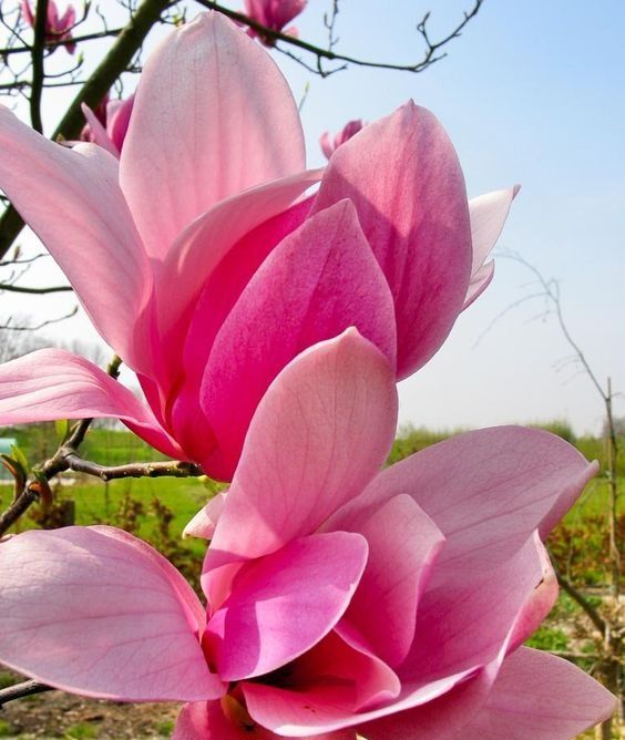 Magnolia "Betty", la ghiveci de 2L