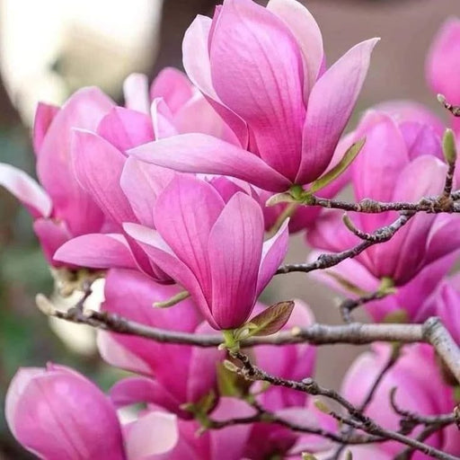 Magnolia "Betty", la ghiveci de 2L
