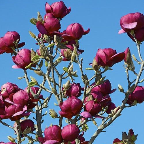 Ветки магнолии Black Tulip с крупными пурпурными цветами на фоне голубого неба