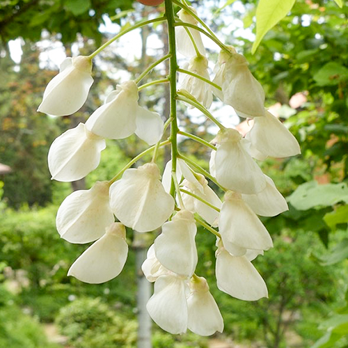 Glicina Wisteria ''Shiro-Kapitan''80-100 cm