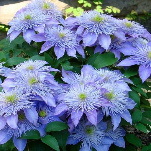 Clematis "Blissful Whisper" la ghiveci, 1 bucata, 120 cm