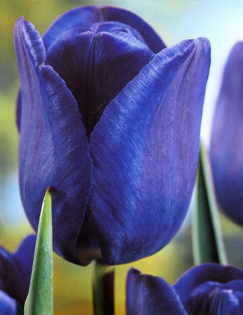 Bulbi de Lalele "Blue Amethyst", 5 bucati