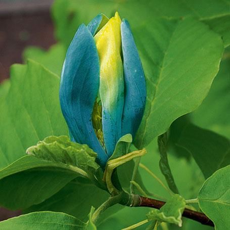 Magnolia "Blue Opal", la ghiveci de 2L
