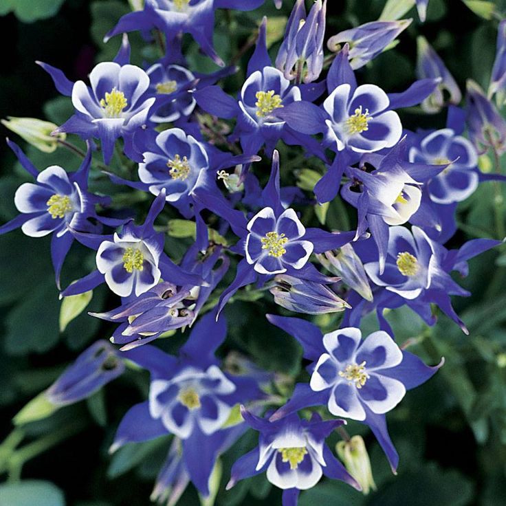 Bulbi de Căldărușe Aquilegia Blue , 1 bucată