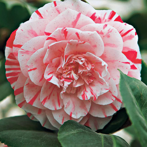 Camellia "Japonica Bonomiana"