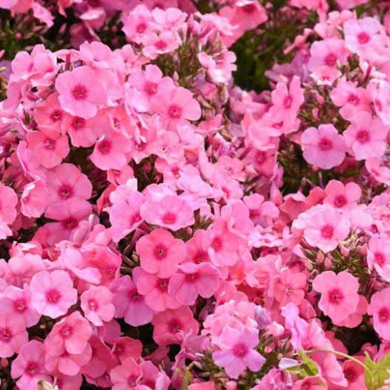 brumarele-phlox-paniculata-famous-pink_7131 - Pepiniera României