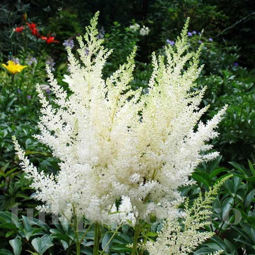 Astilbe Alb, 1 Bucata