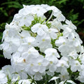bulbi-flox-white-flame1-800x800 - Pepiniera României