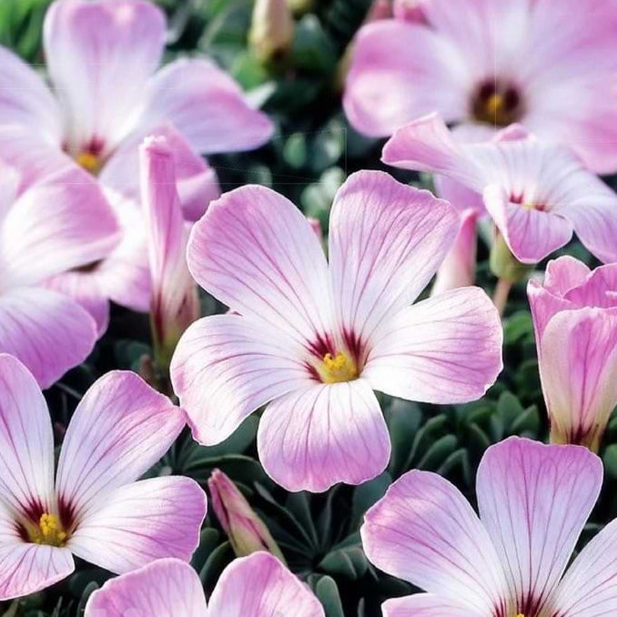 Розовые цветы Oxalis adenophylla с зелёной листвой, крупный план, декоративные растения