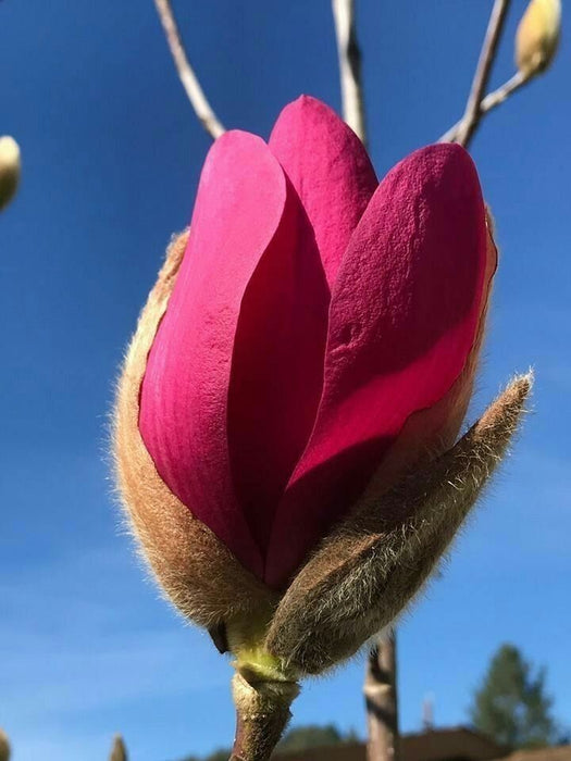 Magnolia "Burgundy Star", la ghiveci de 2L