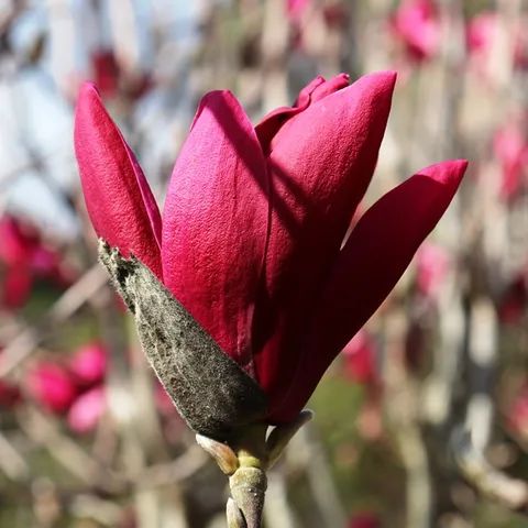 Magnolia "Burgundy Star", la ghiveci de 2L