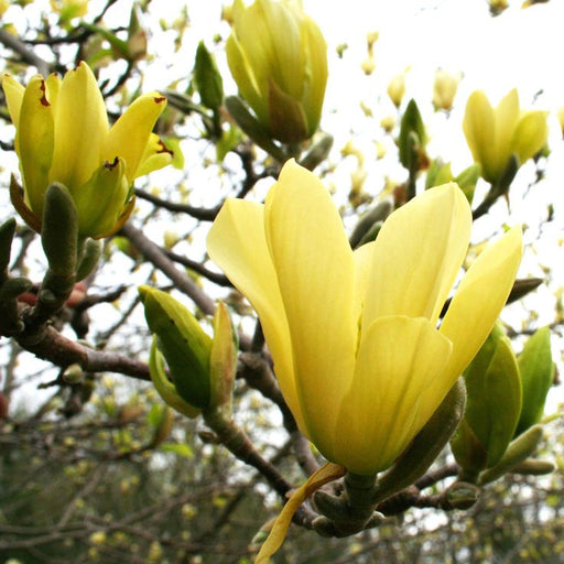 Magnolia "Butterflies", la ghiveci de 2L