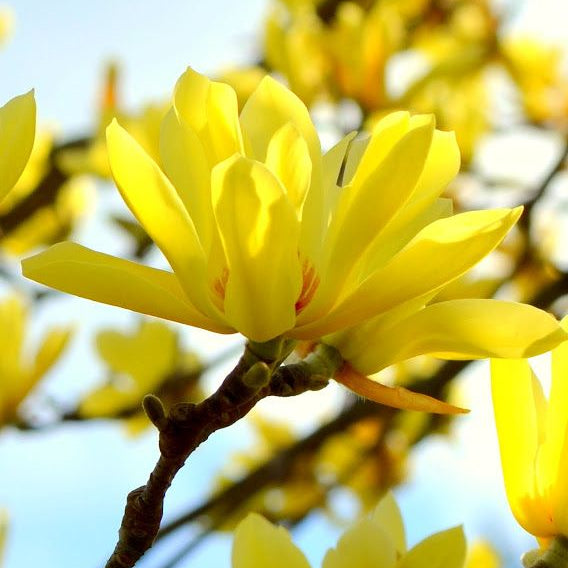 Magnolia "Butterflies", la ghiveci de 2L